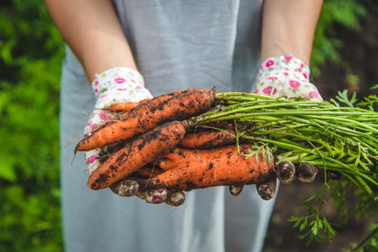 Carotene:  The Secret to Beautiful Skin