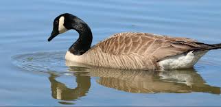 Are Geese Smarter than Humans?